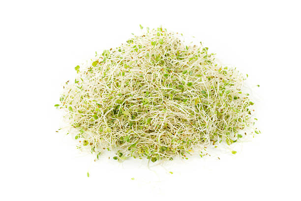 Alfalfa Sprouts